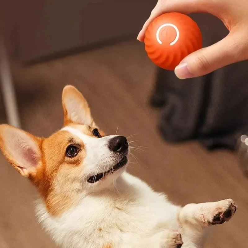 Jouet pour chien, balle à mouvement automatique