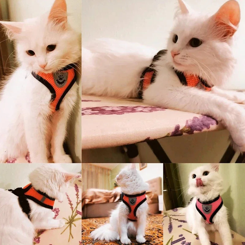 Harnais pour chat, gilet, laisse de marche pour chiots